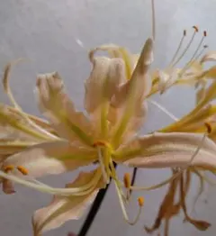 チャタロウチ様 リクエスト 3点 まとめ商品