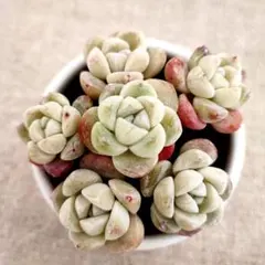 さぺっこ様 リクエスト 3点 まとめ商品