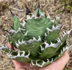 coco出品　アガベホホジロザメ 2026年最新】ホホジロザメ アガベの人気アイテム - メルカリ