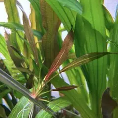 エキノドルス　ホレマニー　スーパーレッド Echinodorus horemanii 'Super Red' (エキノドルス ホレマニー