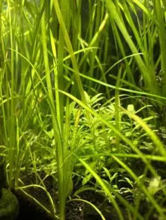 ブリクサショートリーフ 5株 水中葉 無農薬 無害虫 - メルカリ