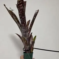 2025年最新】ビルベルギア オビワンの人気アイテム - メルカリ