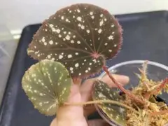 2026年最新】begonia atrichaの人気アイテム - メルカリ