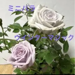 rocca様 リクエスト 3点 まとめ商品