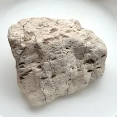 【国産 茨城県玉川】珪化木 化石 天然石 ペトリファイドウッド 404.5g