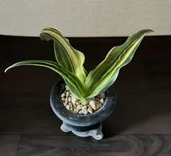 ♪残暑御見舞商品♪】富貴蘭 必見!!金孔雀（金福）三色縞 - メルカリ