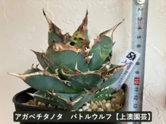 2025年最新】バトルウルフ アガベの人気アイテム - メルカリ