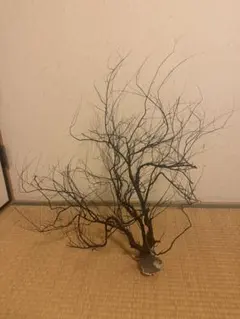 早い者勝ち】 希少 長崎県産 黒サンゴ 原木 セット - メルカリ