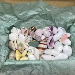小さな貝殻　詰め合わせ