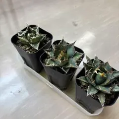 アガベ　まとめ売り 2025年最新】アガベまとめ売りの人気アイテム - メルカリ