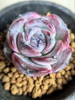 らぴ様専用ページ❣️多肉植物　エケベリア　4点