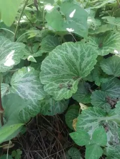 なっちゃん様 リクエスト 2点 まとめ商品