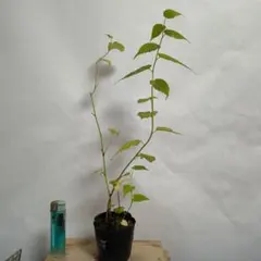 現品 ヤマボウシ 赤花 苗木 植木 6号鉢 - メルカリ