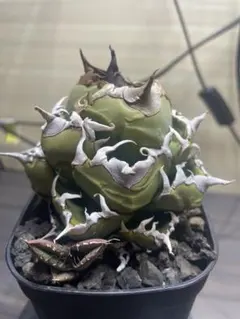 2026年最新】魔丸 アガベの人気アイテム - メルカリ