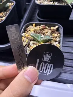 Loop PLANTSさんOteroi Seedling No.055 Loop PLANTSさんOteroi Seedling No.055 - メルカリ