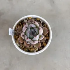 ❤️期間限定価格　3月15日まで　紫紺の矢　ミックスベリア