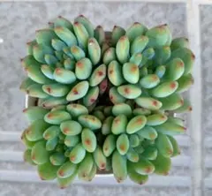 キットチャット様 リクエスト 2点 まとめ商品