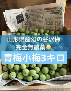 山形県産　幻の谷沢梅　青梅小梅 1キロ 農薬不使用　カリカリ梅　梅シロップのサムネイル