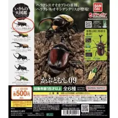 カブトムシ カプセルトイ