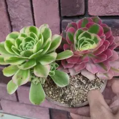 多肉植物　アエオニウム　名無し　2株　子株付き
