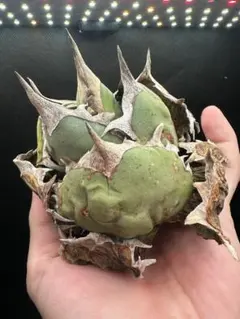 2025年最新】オアハカ現地球の人気アイテム - メルカリ