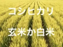 コシヒカリ　10キロ　玄米か白米のサムネイル
