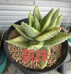 D*D様 アロエ　不夜城錦のサムネイル