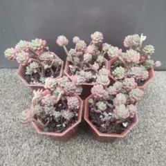 多肉植物 レッドベリー花団錦 1ポット - メルカリ