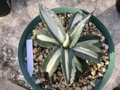 2025年最新】アガベ 華厳の人気アイテム - メルカリ