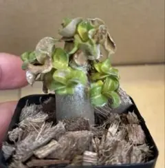 おりーぶ様確認用