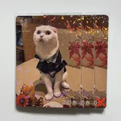 猫カフェmocha　トレカ　天神大名店　えのき