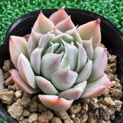 2026年最新】サボテン相談室の人気アイテム - メルカリ