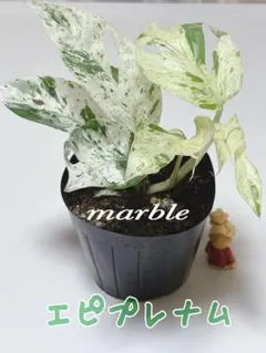 エピプレナムマーブル　斑入り多　希少観葉植物　初入手　ネコポス発送のサムネイル