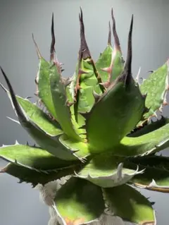 2025年最新】スーパーチタノタの人気アイテム - メルカリ