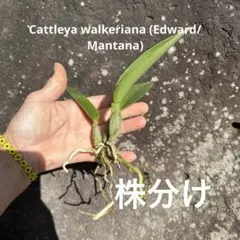 洋蘭　カトレア　Cattleya walkeriana ①のサムネイル