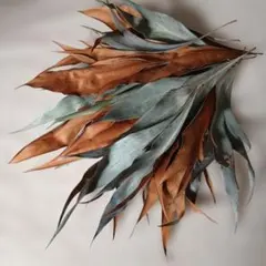 グレビレアゴールド　ドライフラワー　葉　花材　スワッグ　リース アレンジ素材