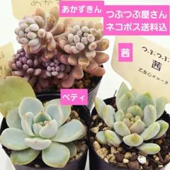 ㉖あんず❣️花小町❣️誾千代❣️発根済!つぶつぶ屋さん ネコポス送料