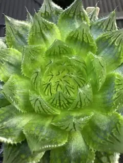 ハオルチア 月の恋人 変異型エメラルドLED錦 葉挿し苗③ - メルカリ