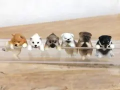 ミニチュア 柴犬 6匹