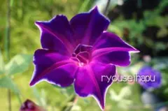 丸々琴乃様 リクエスト 4点 まとめ商品