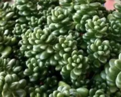多肉植物【白花タイトゴメ】セダム ポットごと or 抜き苗 6㎝ポット