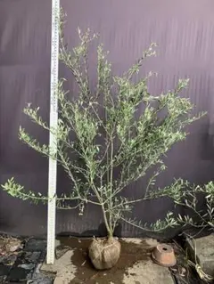 オリーブの木,た植物/観葉植物:古木幹極太『幹周り約㎝』。ルッカ