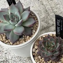 2026年最新】多肉植物 リンゼアナの人気アイテム - メルカリ