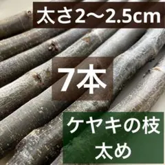 【新物】ケヤキの枝（太め）欅の枝　切り枝木の枝 　天然木　工作　7本　止まり木