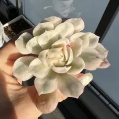 2026年最新】オンスロー錦の人気アイテム - メルカリ