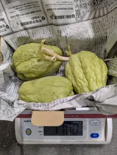 2026年最新】ハヤトウリの人気アイテム - メルカリ