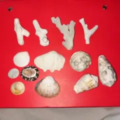 ✨貝殻セット ✨13 個標本　ディズニー缶