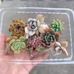 n おらいさん苗 カット苗 セット 多肉植物 カット苗セット おらいさん苗入り - メルカリ