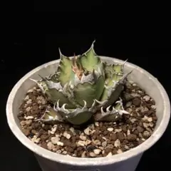 2025年最新】赤猫 アガベの人気アイテム - メルカリ