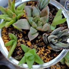 2026年最新】ハオルチア ハオルチアの人気アイテム - メルカリ